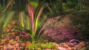 Улитки в аквариуме. Хорошо или плохо?