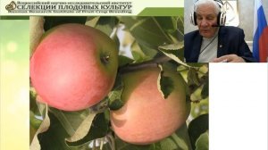 Лучшие сорта яблони Всероссийского НИИ селекции плодовых культур