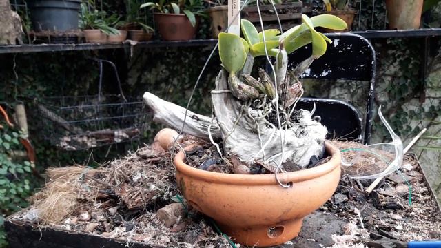 Plantio acoplado de cattleya nobilior смотреть онлайн