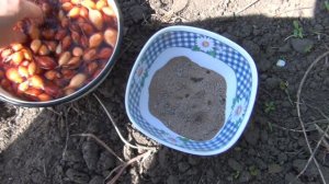 Как избежать вредителей и стрелок у лука