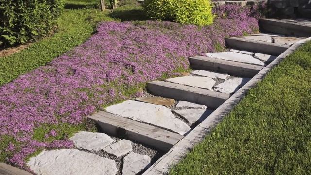 Creeping Thyme Groundcover смотреть онлайн