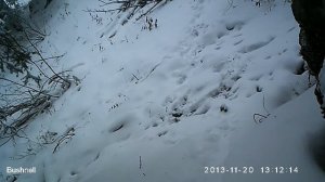 Снежный барс и барсёнок