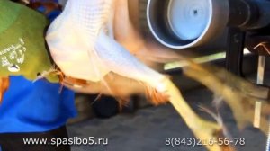 Ощипывание домашней птицы