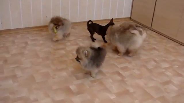 Померанские шпицы и и мальчик чихуахуа - к продаже! смотреть онлайн