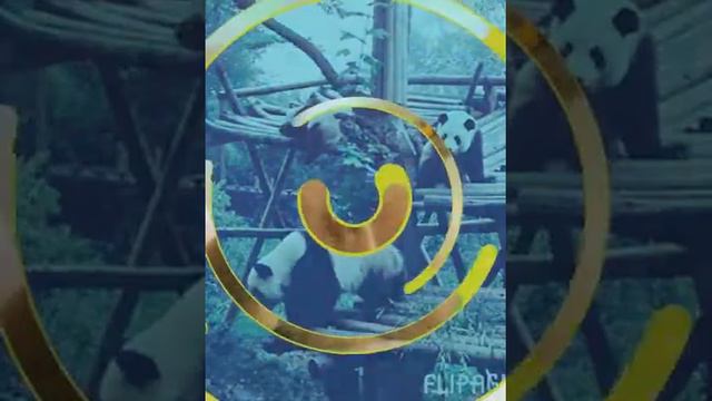 В защиту животных! Давайте поможем сохранить жизнь малышам! смотреть онлайн