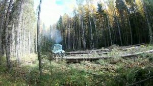 ЗАГОТОВКА ЛЕСА (3)
