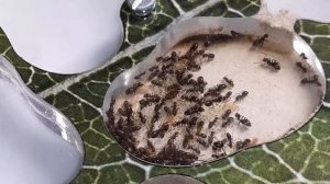 Lasius umbratus-желто-черная империя.