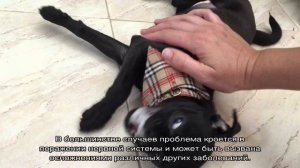 Судороги у собаки и пена изо рта, слюнотечение
