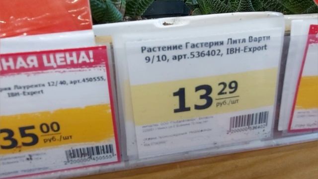 Материк.Наши любимые :цветы, радость которую они дарят! смотреть онлайн