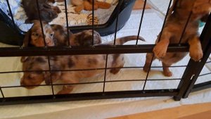 свободу деткам?