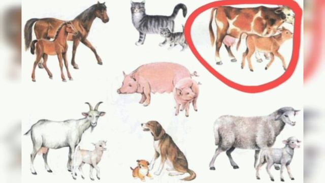 Животные - корова/Animals-a cow🐮 #английскийстошей #ангглийскийдлядетей #видеоурокианглийский