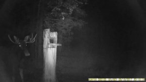 Лось на солонце, запечатленный на фото ловушку. Часть № 25