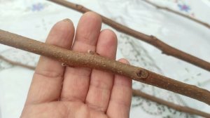 Скоро нужно обрезать хурму, рассмотрим наше дерево и подумаем.....