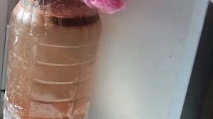 Артемия на вторые сутки , сбор артемии и кормежка мальков данио.