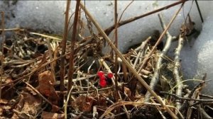 Про сахалинские проталинки.mp4