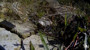 Как летают бабочки. How butterflies fly | #Бабочка #Butterflies #Fly #Полет