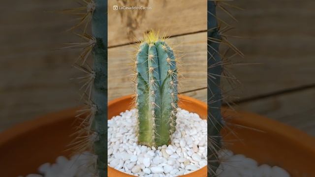 Pilosocereus azureus ? #shorts #cactus #cactuslove