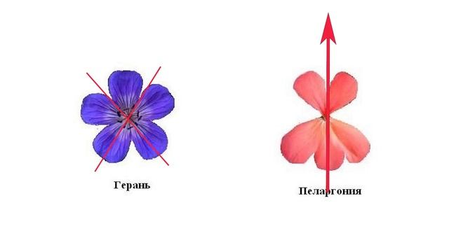 Герань и пеларгония в чем разница? Как отличить герань от пеларгонии