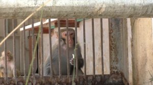 Обезьяний питомник. Адлер.