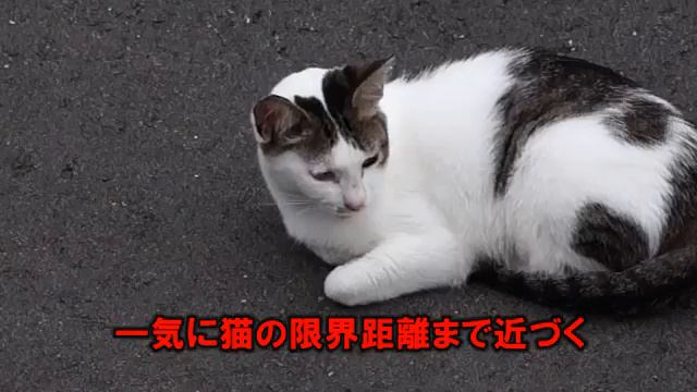 знакомство кошек