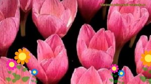 Крокус ботанический Зонатус. Краткий обзор, описание характеристик, где купить луковицы Zonatus