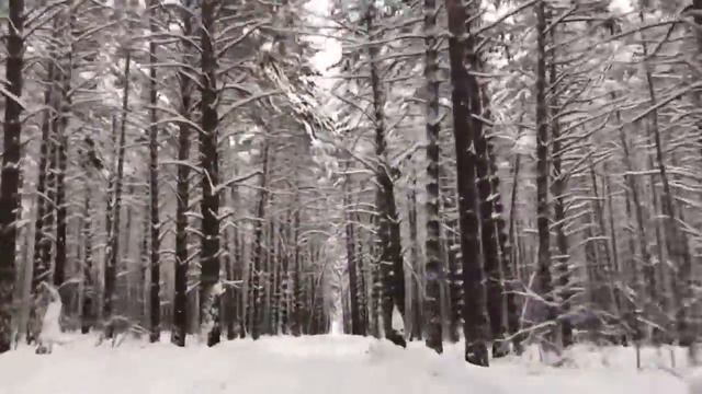 Сибирская тайга