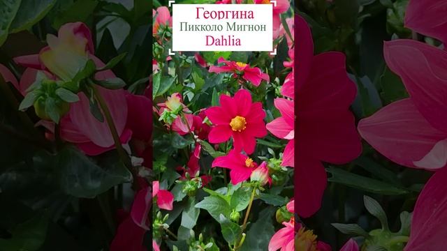 Георгина - Пикколо Мигнон (Dahlia).?