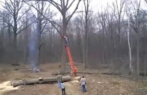 Месть дерева