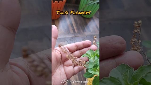 Tulsi Flowers and Seeds #gardening #plants #grow #tulsi #seeds #flowers