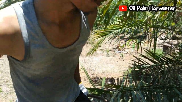 This is the work of being a palm oil harvester