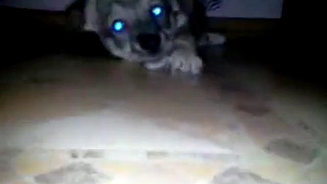 Знакомьтесь это Хася рычит смотреть онлайн