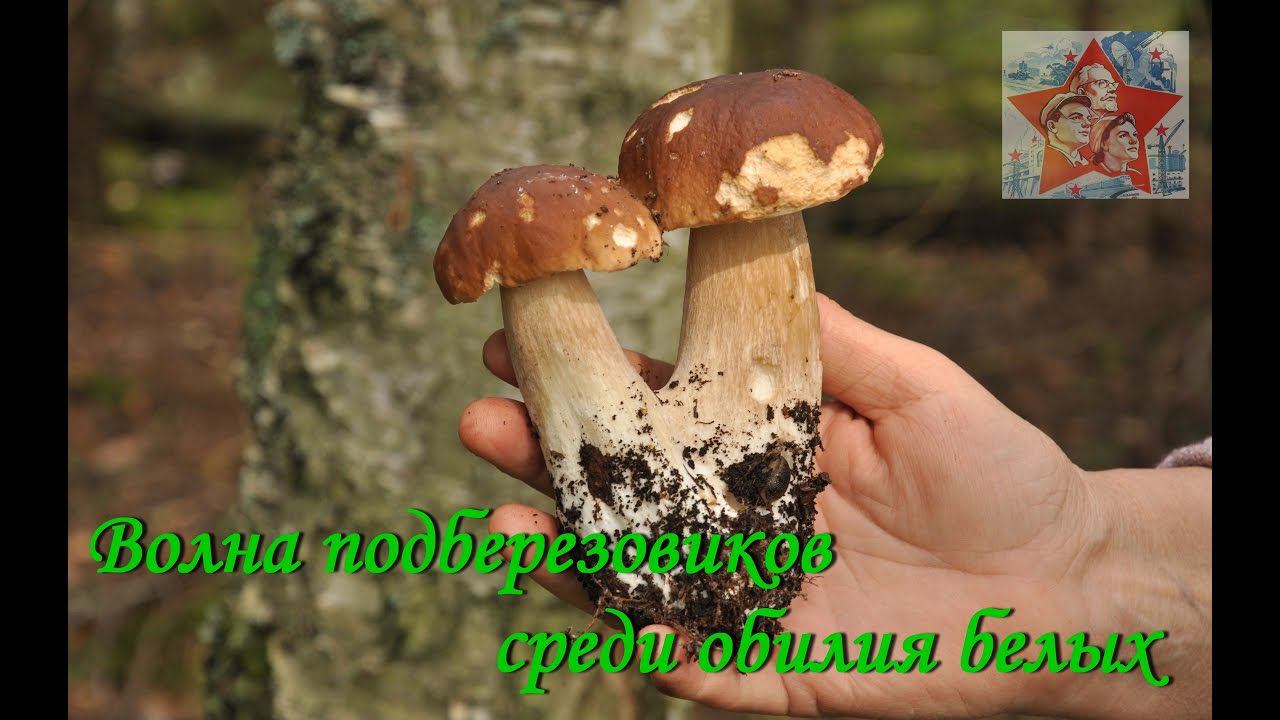 Волна подберезовиков среди обилия белых грибов. Тихая охота. Грибалка. Архив 2016 смотреть онлайн