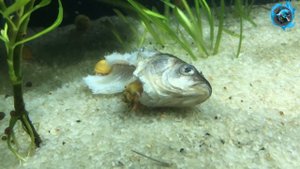 У пираний новые соседи. Совместимость гуппи и пираний.  Гуппи и ПИРАНЬИ