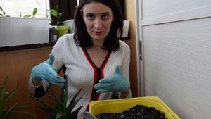 Алоэ аристата. Важное о пересадке. Юные садоводы