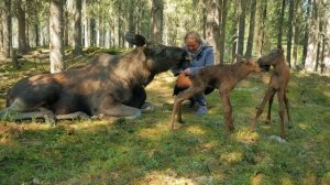 Лосеферма Печоро-Илычского заповедника Moose-farm of Pechora-Ilych reserve