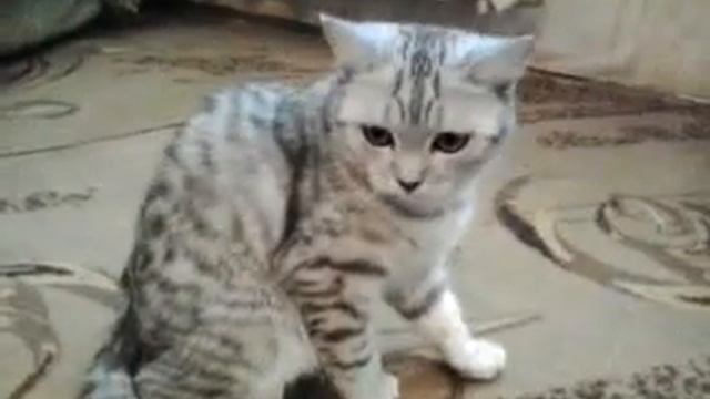 Шотландские котята вискас черный мрамор