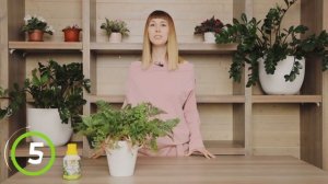 ОСНОВЫ выращивания папоротников