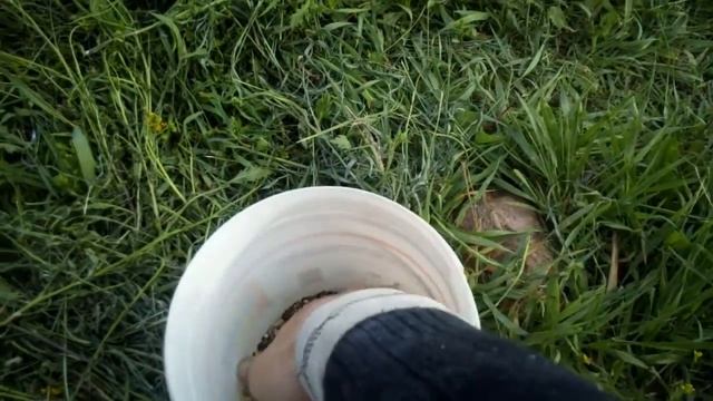 Разведение рыбы на дачном пруду