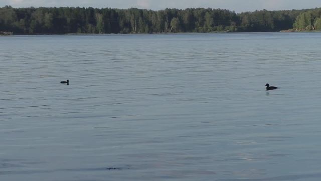РЫБАЛКА на ЯУЗСКОМ вдх. ФИДЕР ПРОТИВ СПИННИНГА, кто наловит БОЛЬШЕ РЫБЫ?
