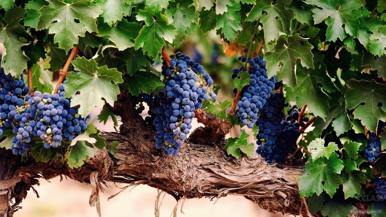 ВИНОГРАДНАЯ СЕСТРА. РИТУАЛ ДЛЯ ПРИВЛЕЧЕНИЯ КЛИЕНТОВ И ПРИБЫЛИ. ВЕДЬМИНА ИЗБА. ИНГА ХОСРОЕВА.mp4