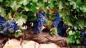 ВИНОГРАДНАЯ СЕСТРА. РИТУАЛ ДЛЯ ПРИВЛЕЧЕНИЯ КЛИЕНТОВ И ПРИБЫЛИ. ВЕДЬМИНА ИЗБА. ИНГА ХОСРОЕВА.mp4