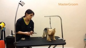 Стрижка йорка.