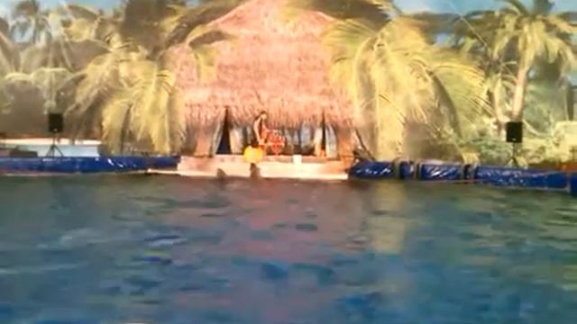 Dolphins and rolled his white whale trainer water дельфины и белый кит катают тренера по воде смотреть онлайн