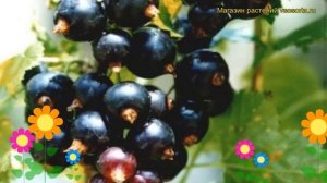 Смородина черная Дар Смольяниновой. Краткий обзор, описание ribes nigrum Dar Smol'yaninovoy