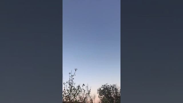 Николаевские голуби . Андрей Одесса