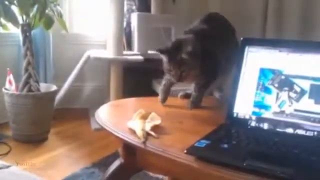 Кошки в испуге, смешно смотреть! смотреть онлайн