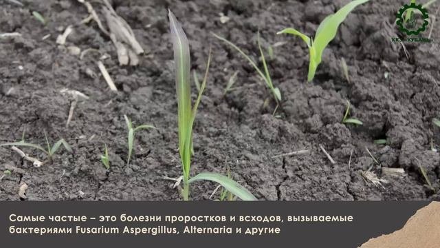 Технология возделывания кукурузы, часть 3
