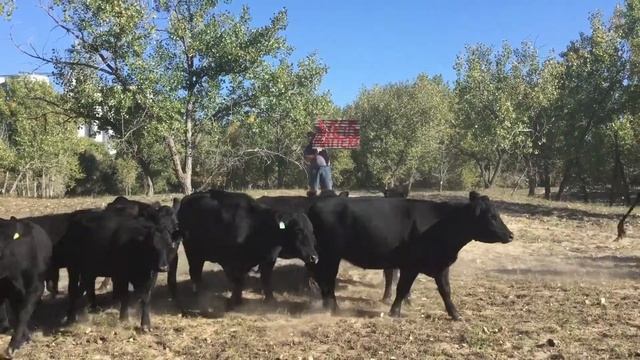 Black Angus Matters смотреть онлайн