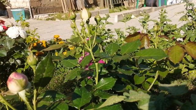 #роза Цикламен Пьер де Ронсар и Пьер де Ронсар...малыши смотреть онлайн