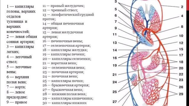Строение и работа сердца. Круги кровообращения. смотреть онлайн